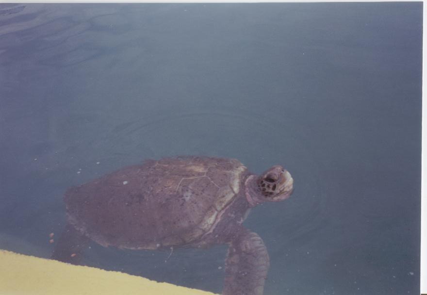 1995 Grand Cayman