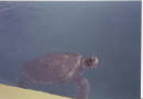 1995 Grand Cayman